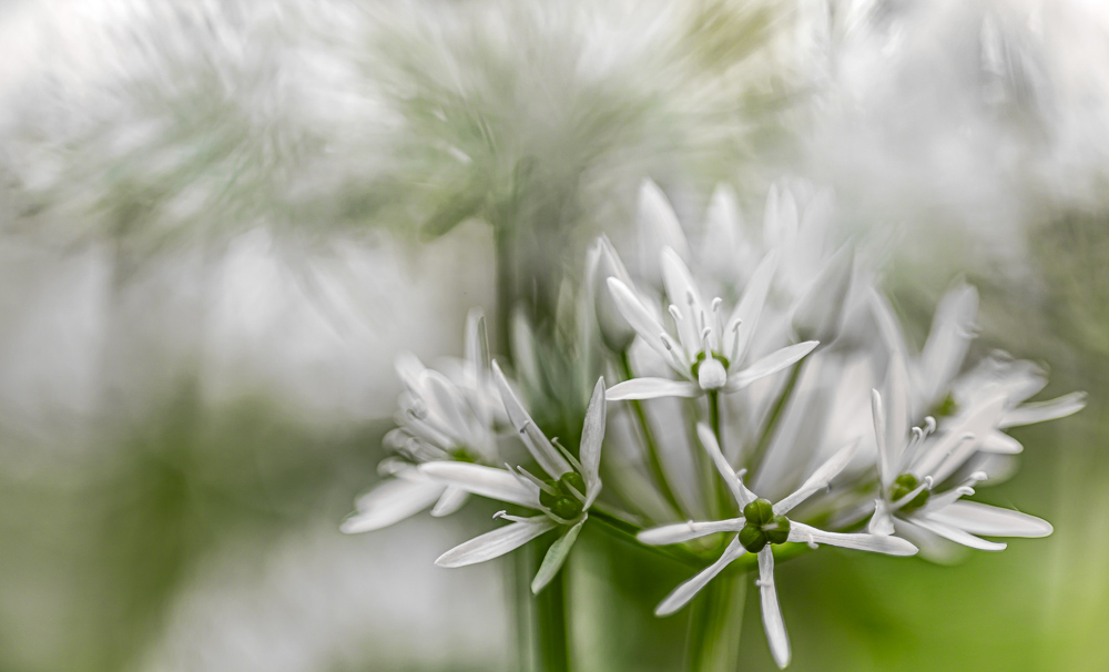 Platz 11 Sieglinde Senser